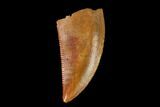 Serrated, Raptor Tooth - Real Dinosaur Tooth #149087-1